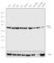 Heat shock 70 kDa protein 1A/1B antibody, MA3-014, Invitrogen Antibodies, Western Blot image 