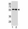 pp60c-src antibody, F52054-0.4ML, NSJ Bioreagents, Western Blot image 