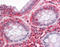RDR antibody, TA317319, Origene, Immunohistochemistry frozen image 