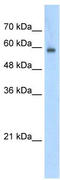 Eukaryotic translation initiation factor 4 gamma 3 antibody, TA345854, Origene, Western Blot image 