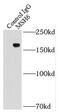 hMSH6 antibody, FNab05376, FineTest, Immunoprecipitation image 