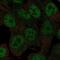Ring Finger Protein 113A antibody, NBP2-69024, Novus Biologicals, Immunocytochemistry image 