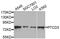 Pentatricopeptide Repeat Domain 3 antibody, A8497, ABclonal Technology, Western Blot image 