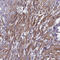 2-Aminoethanethiol Dioxygenase antibody, HPA040437, Atlas Antibodies, Immunohistochemistry frozen image 
