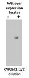 Cytochrome P450 Family 26 Subfamily C Member 1 antibody, TA353122L, Origene, Western Blot image 