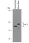Dishevelled Binding Antagonist Of Beta Catenin 3 antibody, AF5767, R&D Systems, Western Blot image 