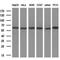 Methionine aminopeptidase 2 antibody, M03648, Boster Biological Technology, Western Blot image 