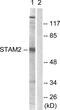 Signal Transducing Adaptor Molecule 2 antibody, PA5-38920, Invitrogen Antibodies, Western Blot image 