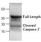 Caspase 7 antibody, AP00047PU-N, Origene, Western Blot image 