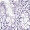 Corneodesmosin antibody, PA5-62936, Invitrogen Antibodies, Immunohistochemistry paraffin image 