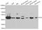 6-phosphogluconate dehydrogenase, decarboxylating antibody, A7710, ABclonal Technology, Western Blot image 