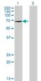 DEAD-Box Helicase 43 antibody, H00055510-M07, Novus Biologicals, Western Blot image 