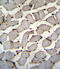 DExD/H-Box 60 Like antibody, 55-936, ProSci, Immunohistochemistry frozen image 