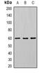 24-Dehydrocholesterol Reductase antibody, abx141743, Abbexa, Western Blot image 