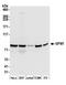 G Elongation Factor Mitochondrial 1 antibody, A305-151A, Bethyl Labs, Western Blot image 