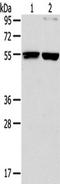 BECN1 antibody, TA321594, Origene, Western Blot image 