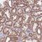 Mitochondrial Ribosomal Protein S18C antibody, PA5-62183, Invitrogen Antibodies, Immunohistochemistry paraffin image 