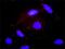 Protein ALEX antibody, H00002778-D01P, Novus Biologicals, Proximity Ligation Assay image 