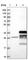 Family With Sequence Similarity 92 Member B antibody, HPA041022, Atlas Antibodies, Western Blot image 
