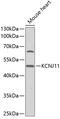 BIR antibody, 15-407, ProSci, Western Blot image 