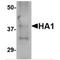 Influenza A Virus Hemagglutinin  antibody, NBP1-75505, Novus Biologicals, Western Blot image 