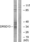 Olfactory Receptor Family 5 Subfamily D Member 13 (Gene/Pseudogene) antibody, PA5-39647, Invitrogen Antibodies, Western Blot image 