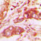 VGF Nerve Growth Factor Inducible antibody, LS-C352987, Lifespan Biosciences, Immunohistochemistry frozen image 
