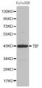 TATA-Box Binding Protein antibody, abx001231, Abbexa, Western Blot image 