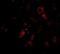 Barrier-to-autointegration factor antibody, NBP1-76750, Novus Biologicals, Immunofluorescence image 