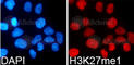 Histone Cluster 3 H3 antibody, A2361, ABclonal Technology, Immunofluorescence image 