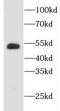 Enah/Vasp-Like antibody, FNab02887, FineTest, Western Blot image 
