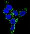 Cytochrome P450 Family 2 Subfamily C Member 19 antibody, LS-C167223, Lifespan Biosciences, Immunofluorescence image 