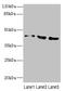 Calcium/Calmodulin Dependent Protein Kinase ID antibody, LS-C675455, Lifespan Biosciences, Western Blot image 