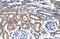 Kruppel Like Factor 8 antibody, 27-367, ProSci, Immunohistochemistry paraffin image 