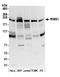 Regulating Synaptic Membrane Exocytosis 1 antibody, A305-040A, Bethyl Labs, Western Blot image 