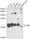 SUB1 Regulator Of Transcription antibody, 22-674, ProSci, Western Blot image 