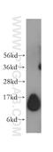 Elongin C antibody, 12450-1-AP, Proteintech Group, Western Blot image 