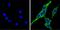Cytochrome P450 4A2 antibody, PA3-033, Invitrogen Antibodies, Immunofluorescence image 