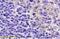 CD19 antibody, orb317567, Biorbyt, Immunohistochemistry paraffin image 