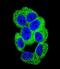 Protocadherin-20 antibody, LS-C163415, Lifespan Biosciences, Immunofluorescence image 