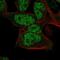 mRNA-capping enzyme antibody, HPA003750, Atlas Antibodies, Immunofluorescence image 