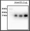 RLC antibody, NB100-1687, Novus Biologicals, Western Blot image 