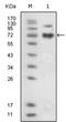 Htk antibody, AM06328SU-N, Origene, Western Blot image 