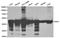 Enolase 1 antibody, orb49156, Biorbyt, Western Blot image 