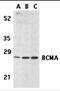 CD269 antibody, 2397, ProSci Inc, Western Blot image 