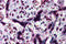 Caspase Recruitment Domain Family Member 14 antibody, 3191, ProSci, Immunohistochemistry paraffin image 