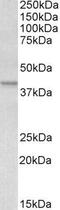 APOL1 antibody, GTX88518, GeneTex, Western Blot image 