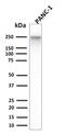 Spectrin Beta, Non-Erythrocytic 2 antibody, GTX35091, GeneTex, Western Blot image 