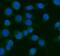 Argonaute RISC Component 1 antibody, A00826-5, Boster Biological Technology, Immunofluorescence image 