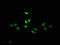 S-Phase Kinase Associated Protein 2 antibody, CSB-RA155372A0HU, Cusabio, Immunofluorescence image 